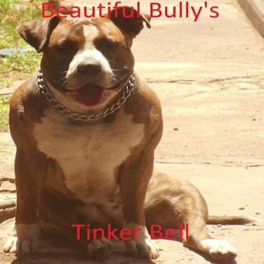 media/Beautiful Bullys Neera dam Tinker Bell Pit Bull.jpg
